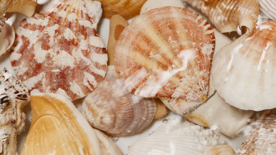 A close-up image of various seashells arranged together, displaying a range of textures and colors. The seashells include scallops, conchs, and other shell varieties with surfaces that are smooth, rid